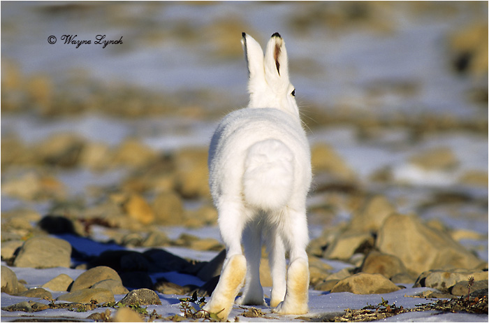 Arctic Hare 107 by Dr. Wayne Lynch &copy;